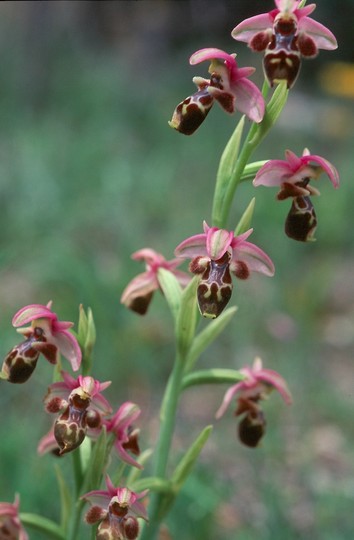 Ophrys umbilicata?