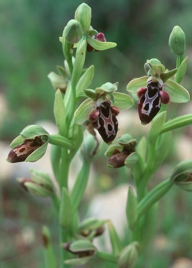 Ophrys kotschyi