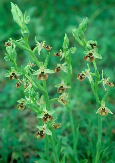 Ophrys bornmuelleri