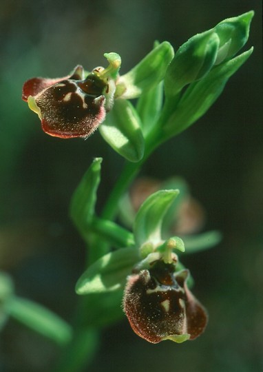 Ophrys bornmuelleri