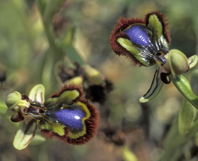 Ophrys speculum