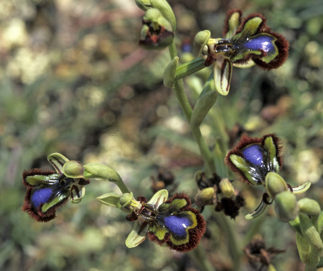 Ophrys speculum