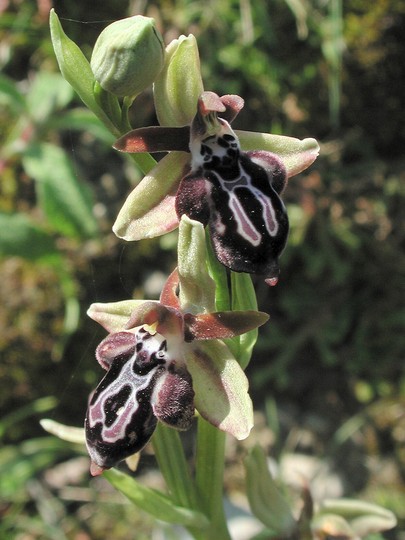 Ophrys cretica