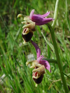 Ophrys heldreichii