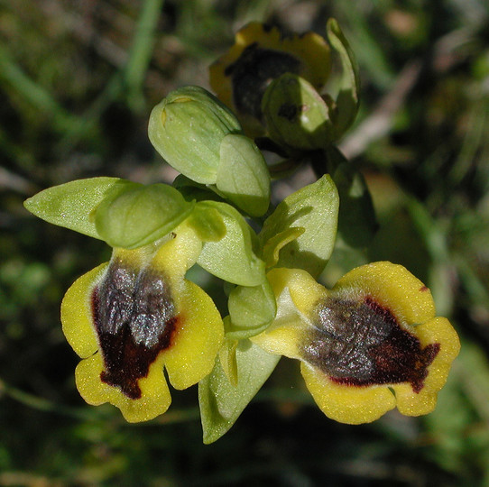 Ophrys sicula