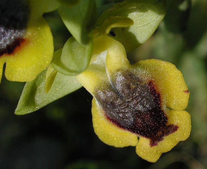 Ophrys sicula