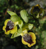 Ophrys sicula