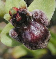 Ophrys bombyliflora