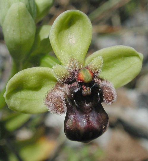 Ophrys bombyliflora