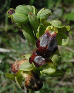 Ophrys bilunulata