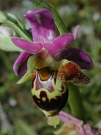 Ophrys heldreichii