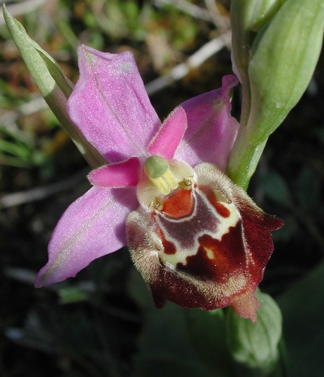 Ophrys episcopalis