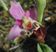 Ophrys episcopalis