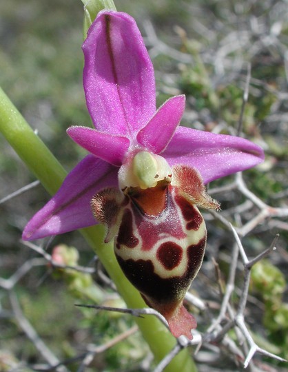 Ophrys heldreichii