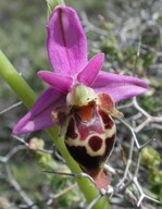 Ophrys heldreichii