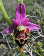 Ophrys heldreichii