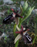 Ophrys cretica