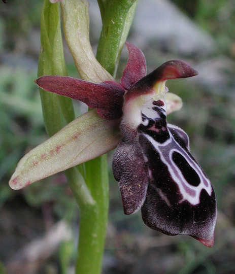 Ophrys cretica