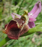 Ophrys candica x episcopalis?