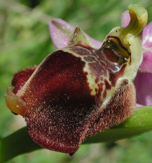 Ophrys candica x episcopalis?