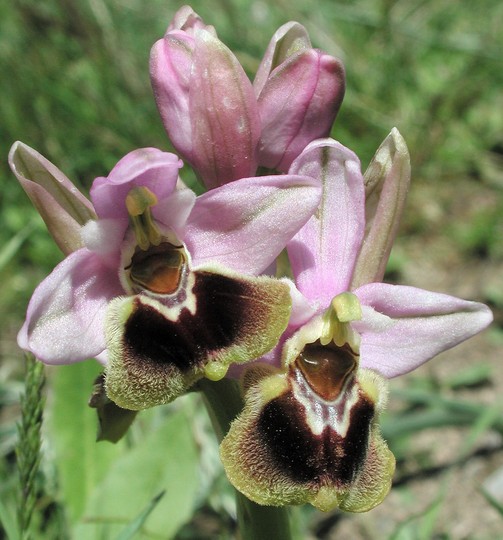 Ophrys tenthredinifera