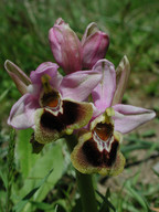 Ophrys tenthredinifera