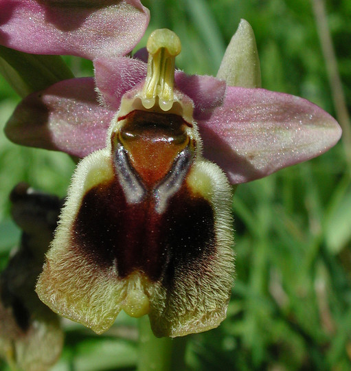 Ophrys tenthredinifera