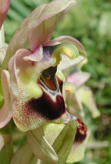 Ophrys tenthredinifera