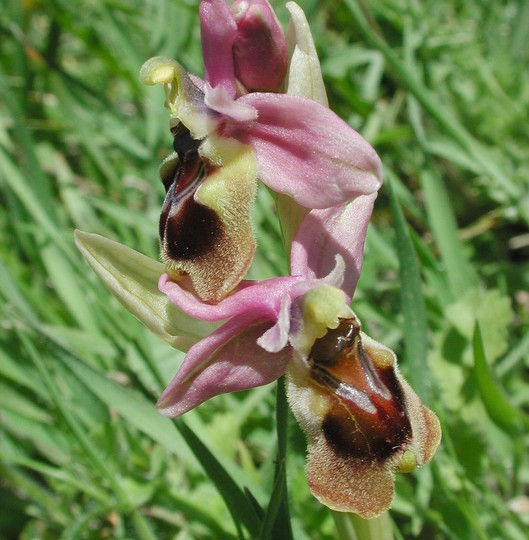 Ophrys tenthredinifera