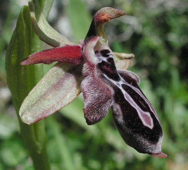 Ophrys cretica