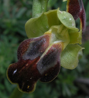 Ophrys bilunulata