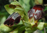 Ophrys bilunulata