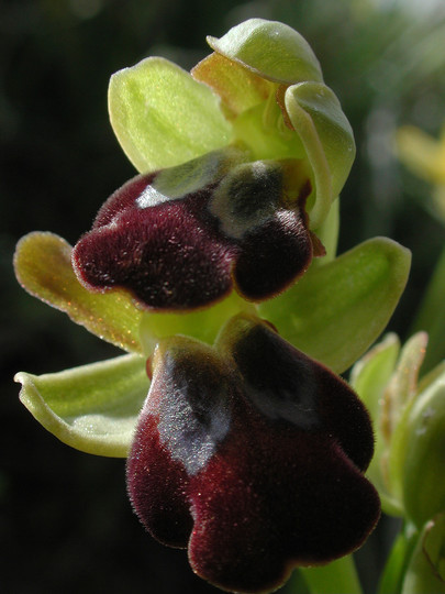 Ophrys bilunulata