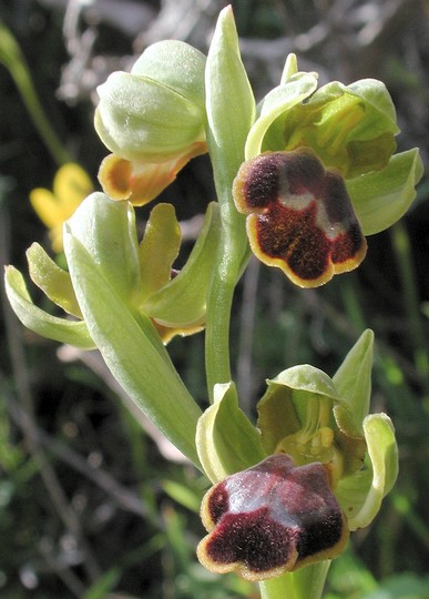 Ophrys funerea