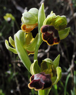 Ophrys funerea