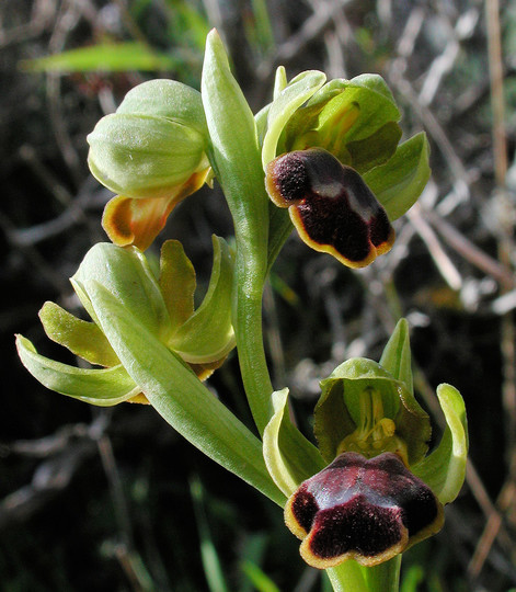 Ophrys funerea