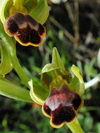 Ophrys funerea