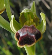 Ophrys funerea