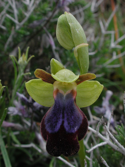 Ophrys iricolor