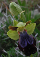 Ophrys iricolor