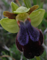 Ophrys iricolor