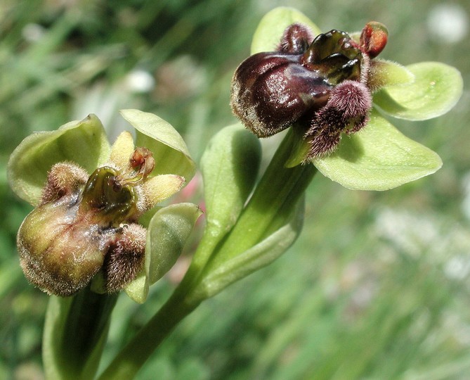 Ophrys bombyliflora