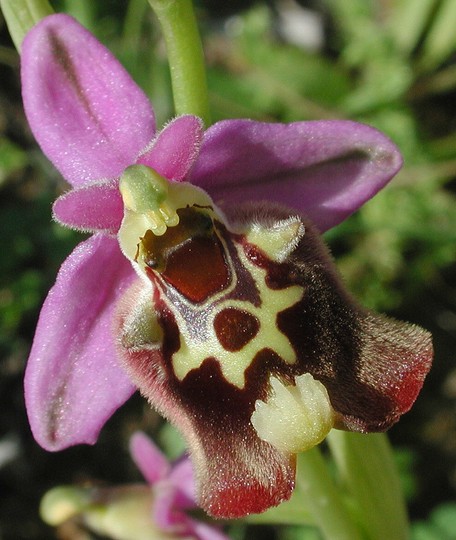 Ophrys episcopalis