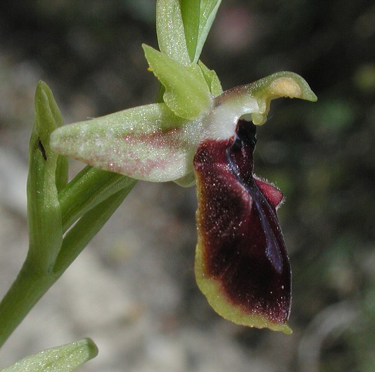 Ophrys gortynia