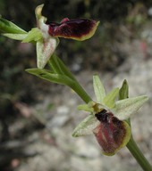 Ophrys gortynia