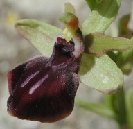 Ophrys gortynia