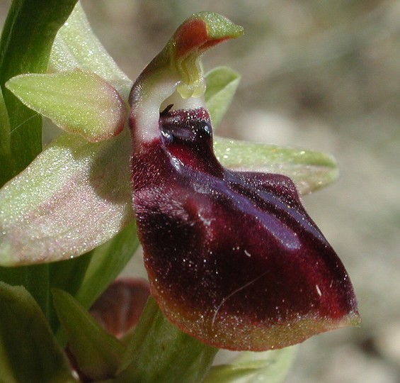 Ophrys gortynia