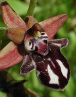 Ophrys cretica