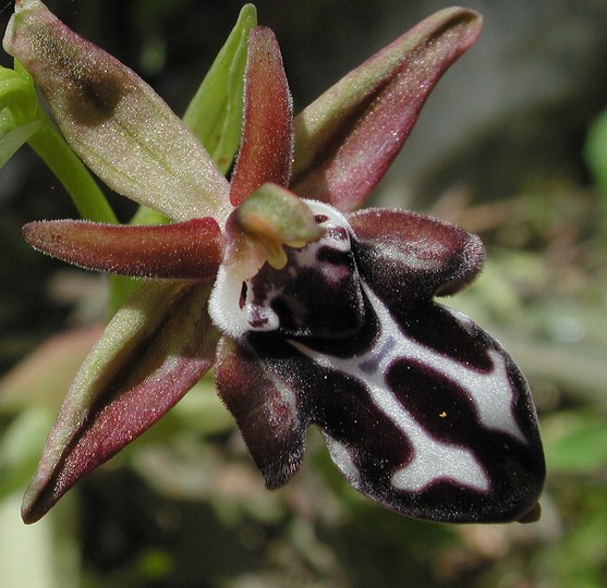 Ophrys cretica