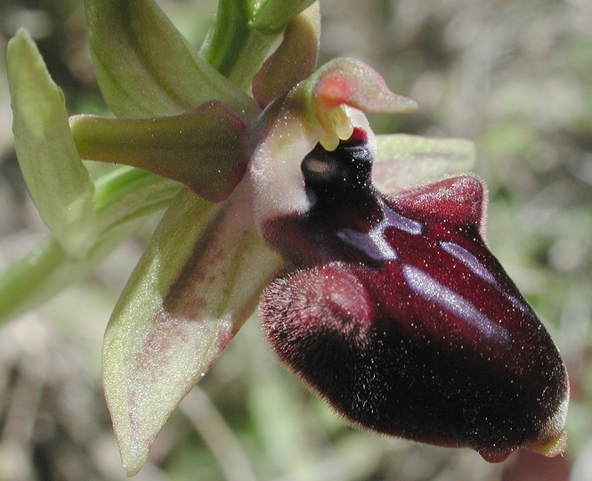 Ophrys doerfleri
